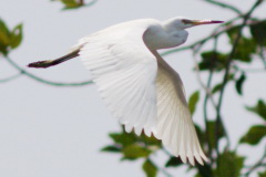 Chinese Egret