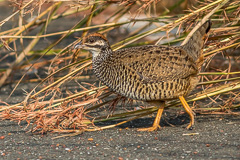 Chinese Francolin