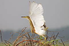 Chinese Pond Heron