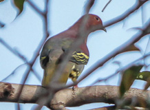 Cinnamon-headed Green Pigeon