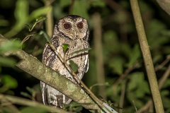 Collared Scops Owl