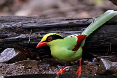 Common Green Magpie