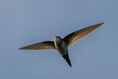 Cook's Swift