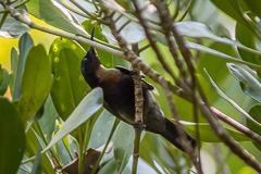 Copper-throated Sunbird