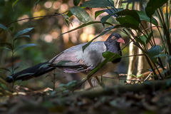 Coral-billed Ground Cuckoo