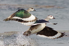 Cotton Pygmy Goose