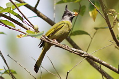 Crested Finchbill