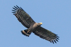 Crested Serpent Eagle