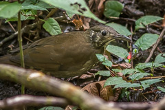 Dark-sided Thrush