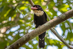 Dusky Broadbill