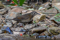 Dark-sided Thrush