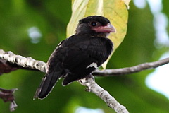 Dusky Broadbill