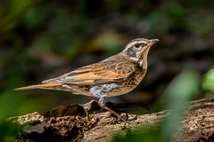 Dusky Thrush