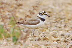 Eastern Little Ringed Plover