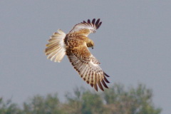 Eastern Marsh Harrier