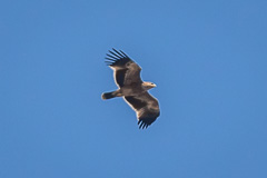 Eastern Imperial Eagle