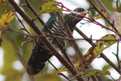 Asian Emerald Cuckoo