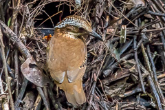 Eared Pitta 