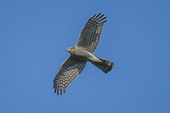 Eurasian Sparrowhawk