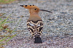 Eurasian Hoopoe