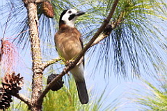 Eurasian Jay