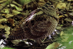 Eurasian Woodcock