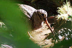 Eurasian Woodcock