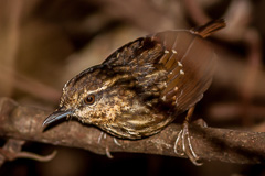 Eyebrowed Wren-Babbler