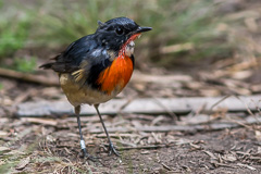 Firethroat