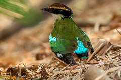 Fairy Pitta