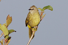 Flavescent Bulbul