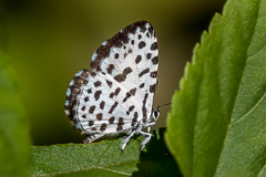 Forest Pierrot