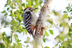 Freckle-breasted Woodpecker