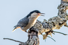 Giant Nuthatch