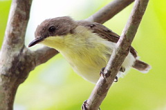 Golden-bellied Gerygone