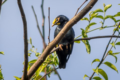 Golden-crested Myna