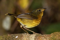 Golden Bush Robin