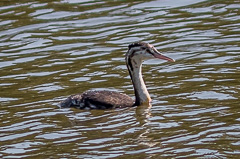 Great Crested Grebe