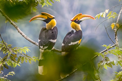 Great Hornbill