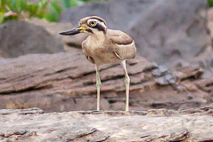 Great Stone-curlew