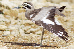 Great Stone-curlew