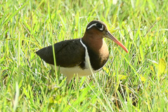 Greater Painted-snipe 