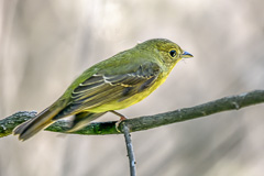 Green-backed Flycatcher