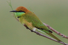 Green Bee-eater