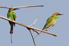 Asian Green Bee-eater