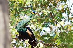 Green Peafowl