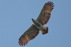 Grey-headed Fish Eagle