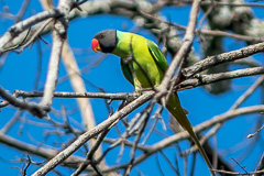 Grey-headed Parakeet