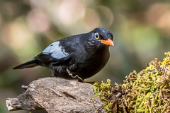 Grey-winged Blackbird