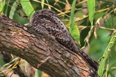 Grey Nightjar